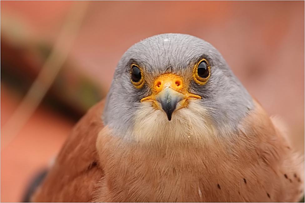 El famoso diente de los halcones